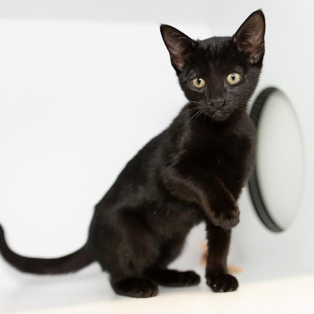 Photo of Belladonna