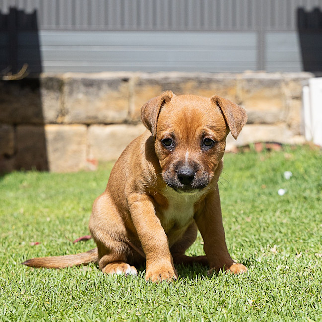 Photo of Brownie