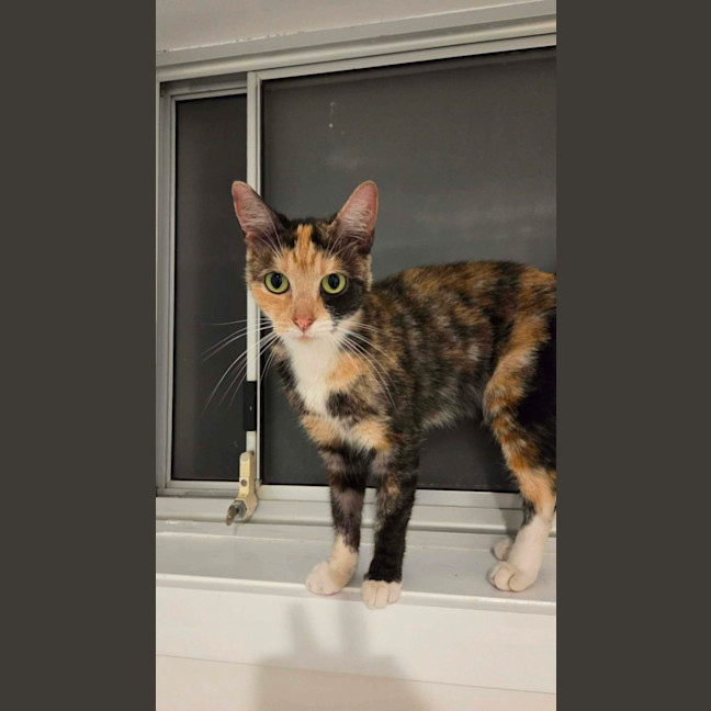Photo of Hazel 