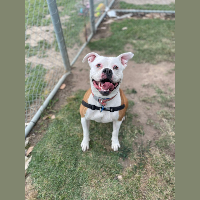 Photo of Sandra (In Foster Care) (On Hold)
