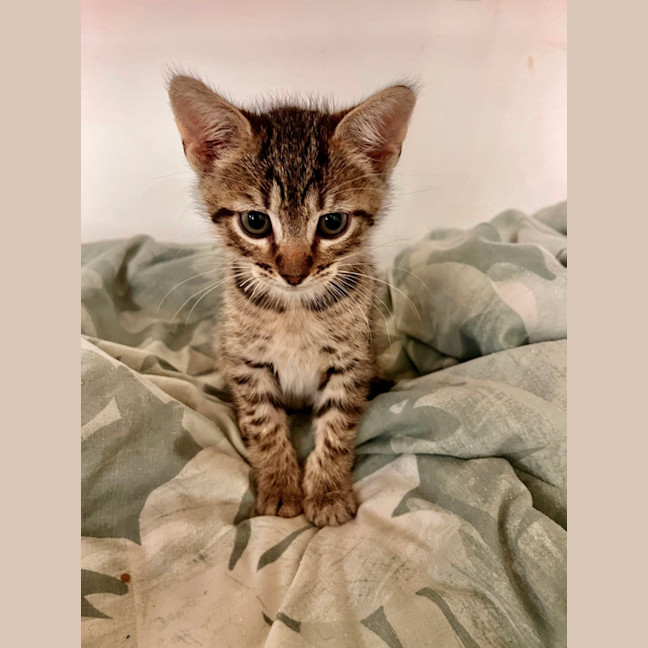 Photo of Bandit