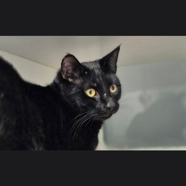Photo of Lucifer