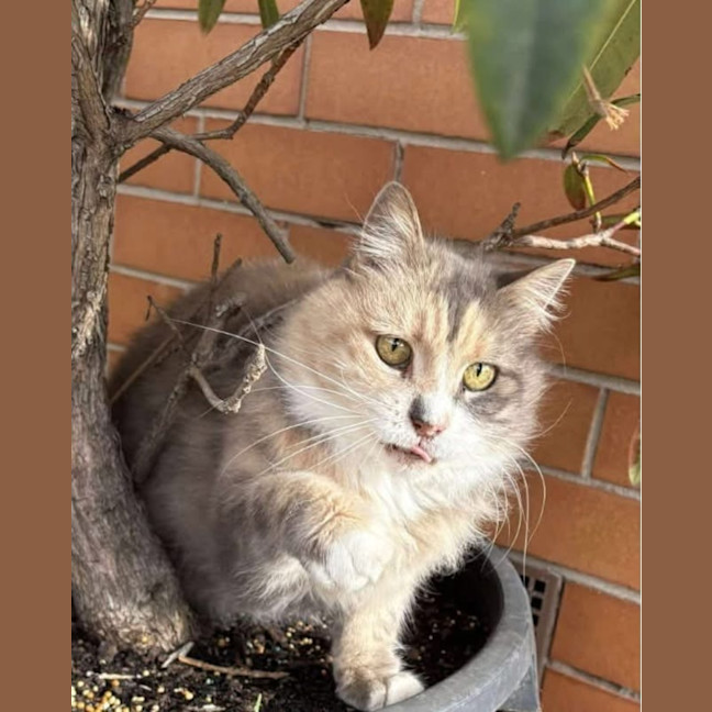 Photo of Millie
