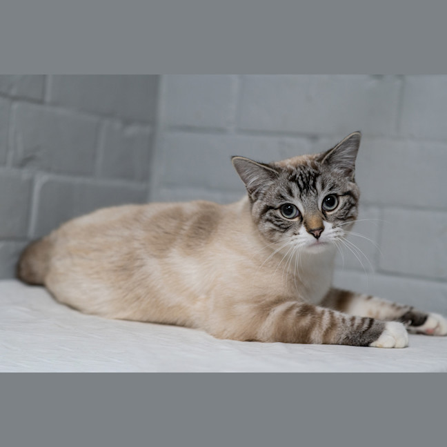 Photo of Lynx