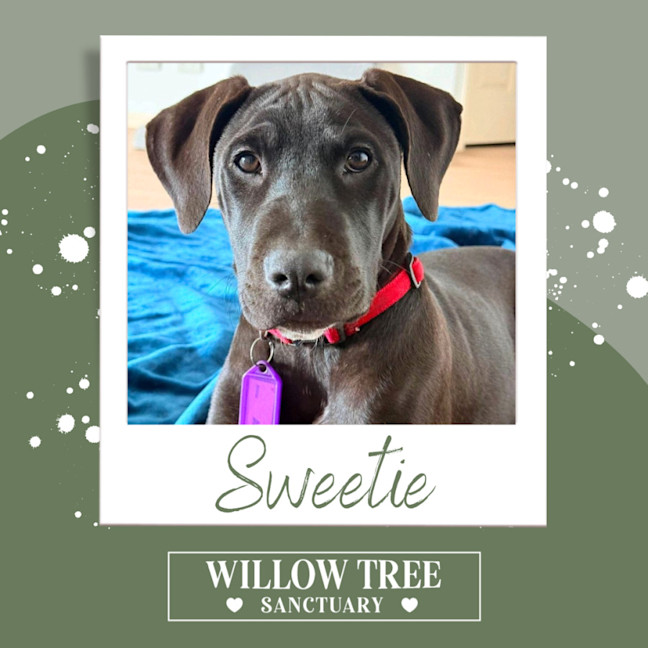 Photo of Sweetie