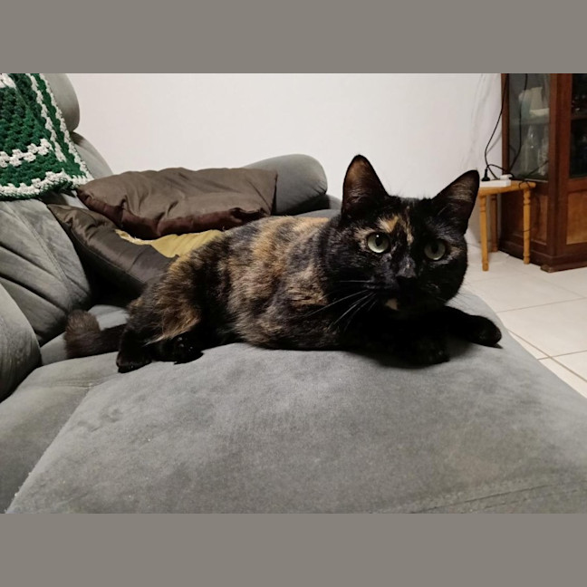 Photo of C1493 Bobby