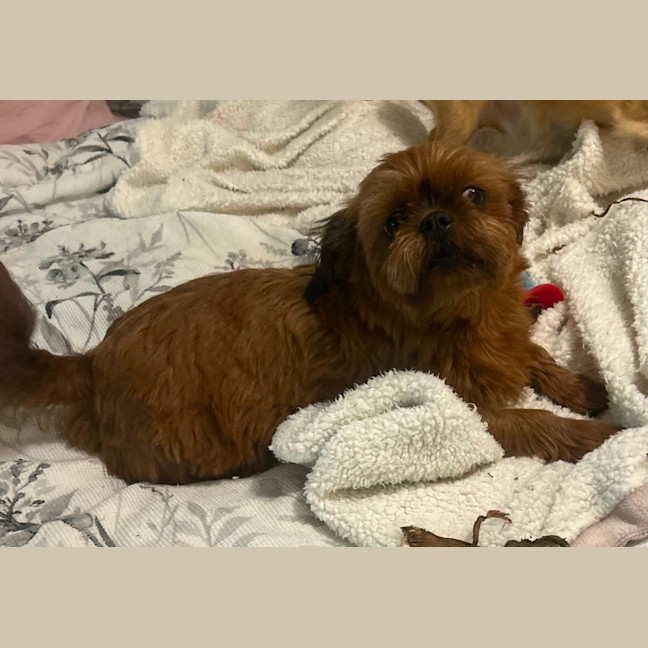 Photo of Moo(moo Moo)