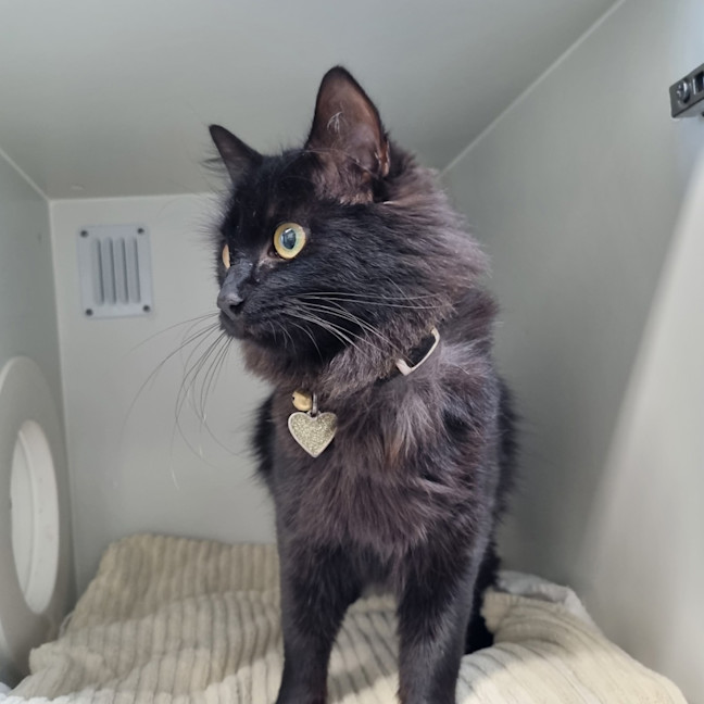 Photo of Sparkles 