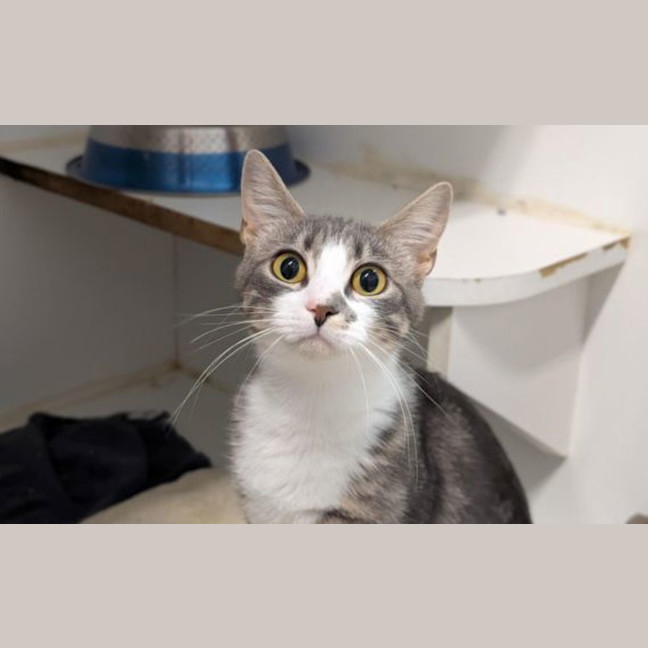 Photo of Nutmeg
