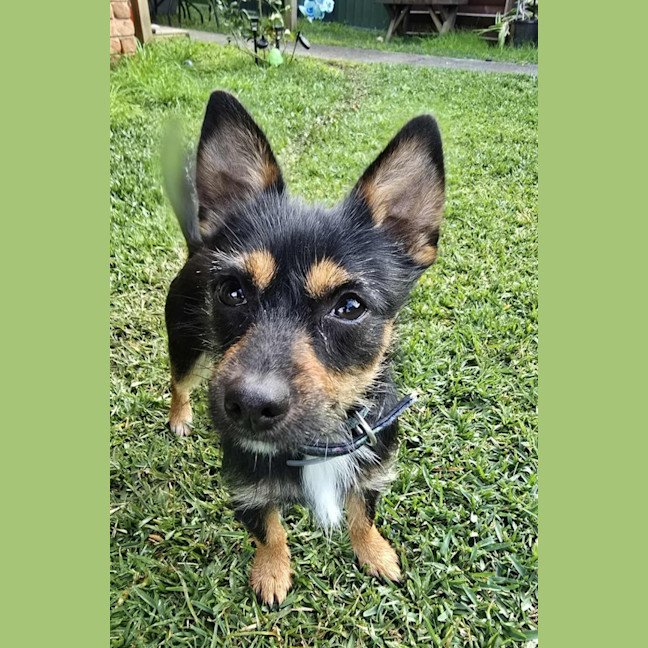 Photo of Ernie (8988)