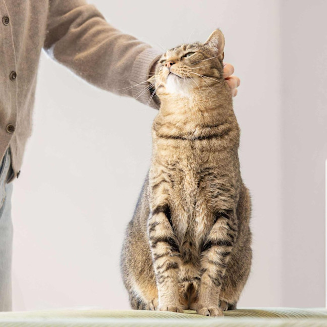 Photo of Liam & Lalo   In Foster Care In Ascot Vale