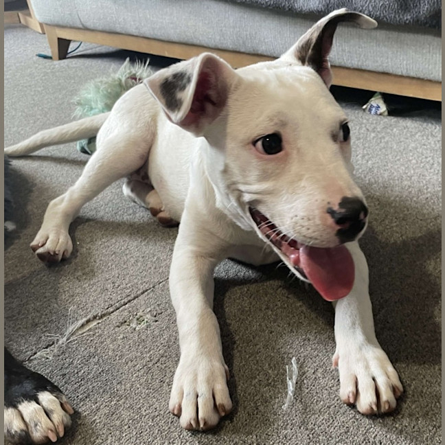 Photo of Gypsy