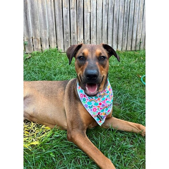 Photo of Gloria *$350 Adoption Fee*