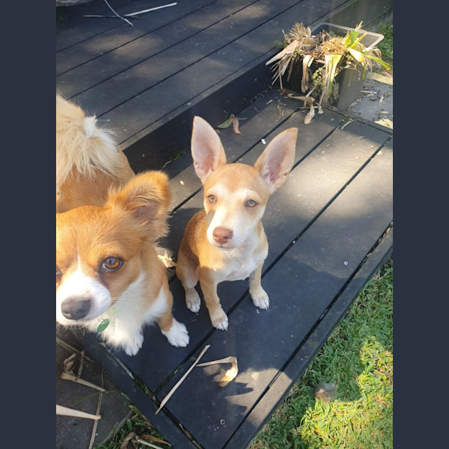 Photo of Nala