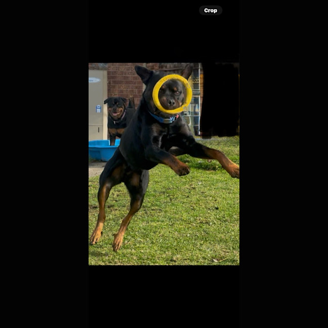 Photo of Duke