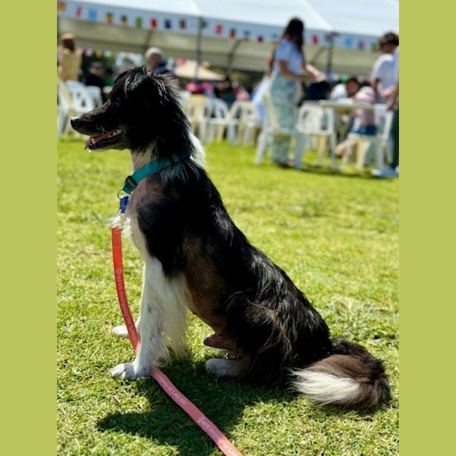 Photo of Harvey   7 Year Old Border Collie X Sheltie