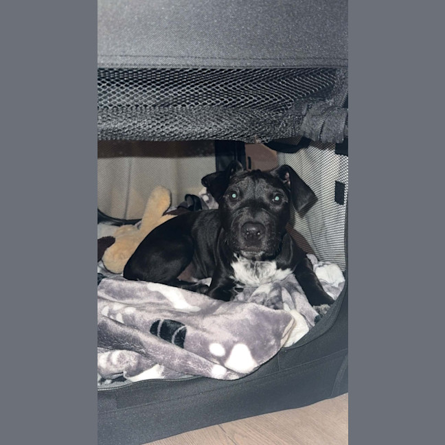 Photo of Bindi   5 Month Old Staffy X Cattle Dog