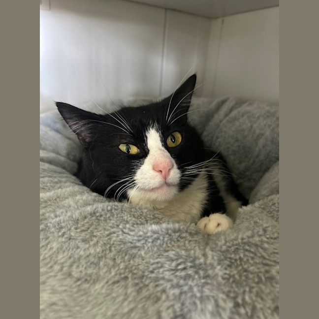Photo of Bandit