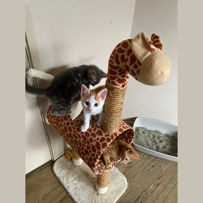 Photo of Caramel Chai  Meet Me At Pet Stock Carrum Downs