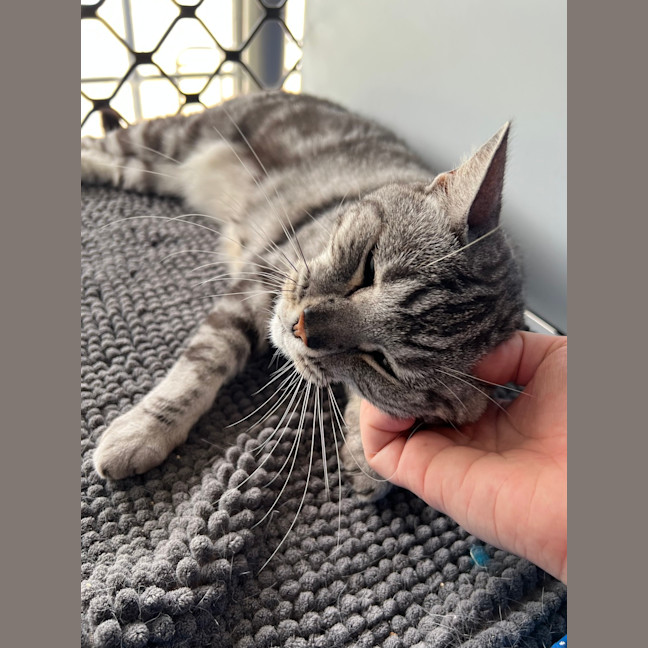 Photo of Missy