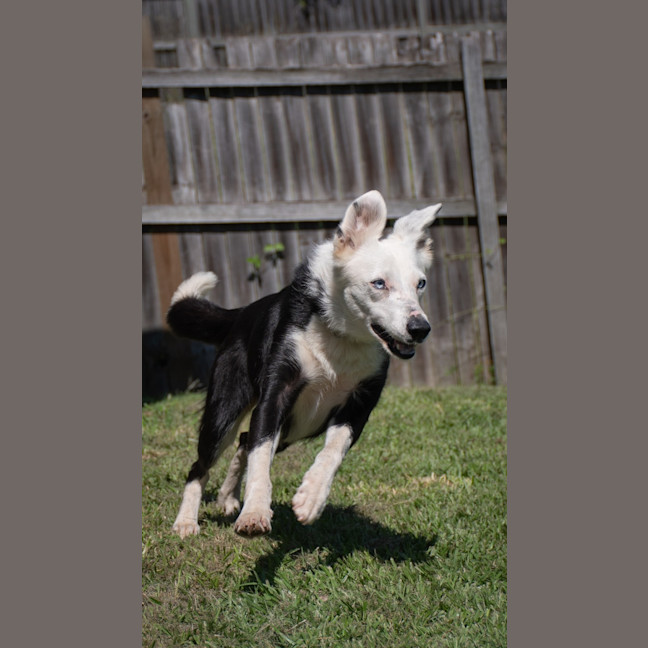 Photo of Tinker