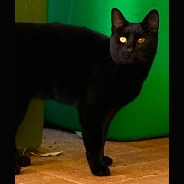 Photo of Miso