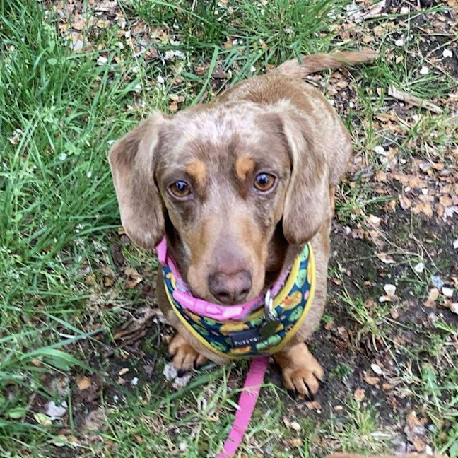 Photo of Lola