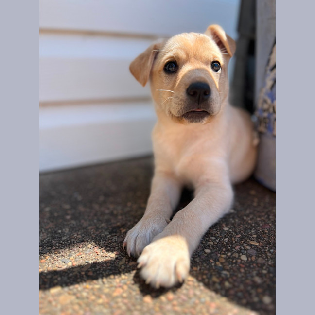 Photo of Thea   8 Week Old Staffy X Koolie (Hold)