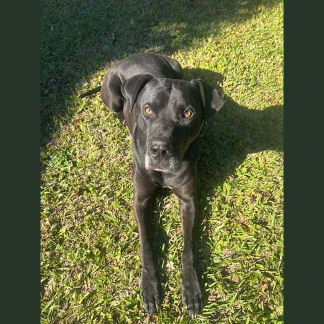 Photo of Scooby *$150 Adoption Fee*