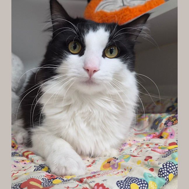 Photo of Bandit 