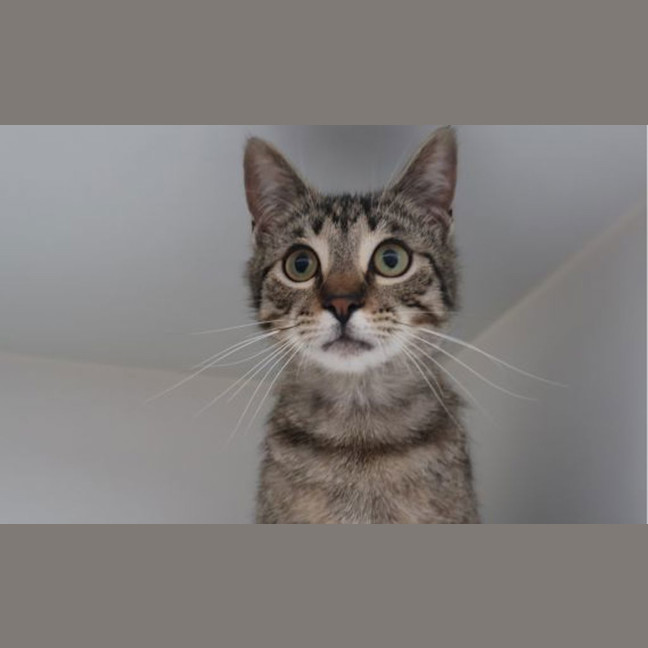 Photo of Bobble