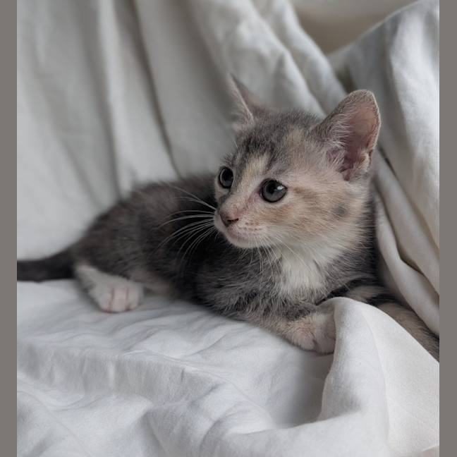 Photo of Meringue