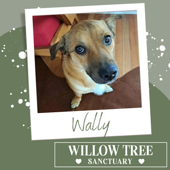 Photo of Wally