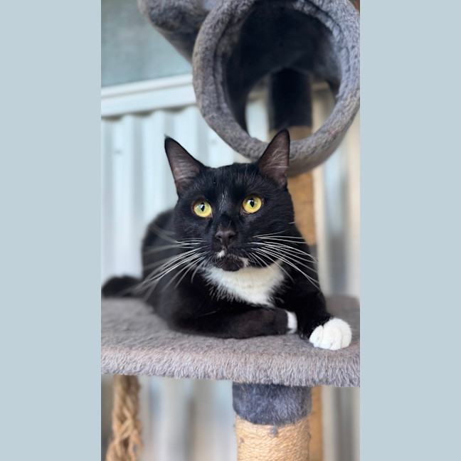 Photo of Milo