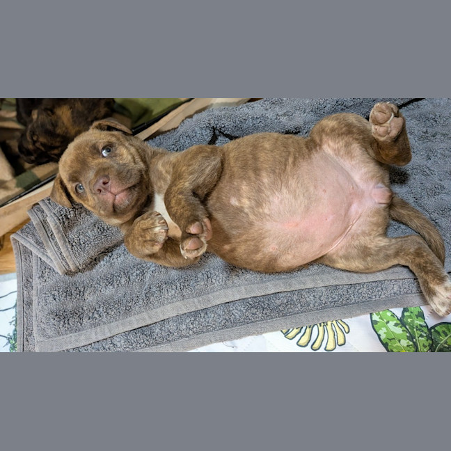 Photo of Duchess
