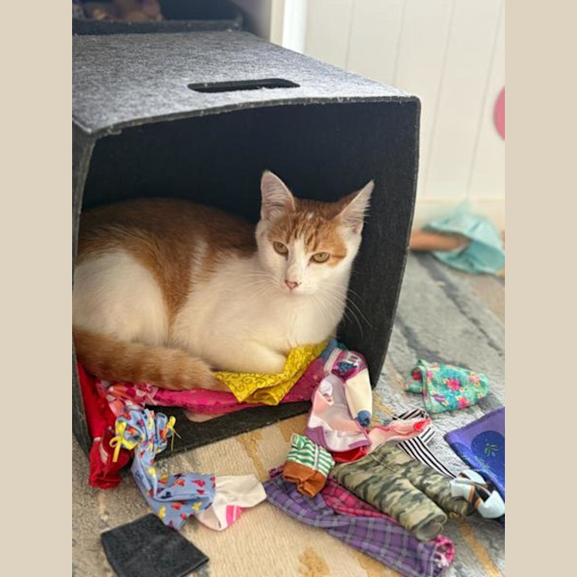 Photo of Nova