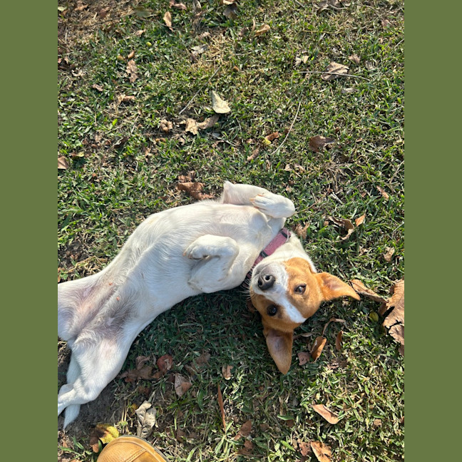 Photo of Coconut