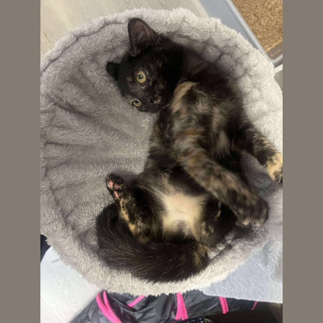 Photo of Pebbles
