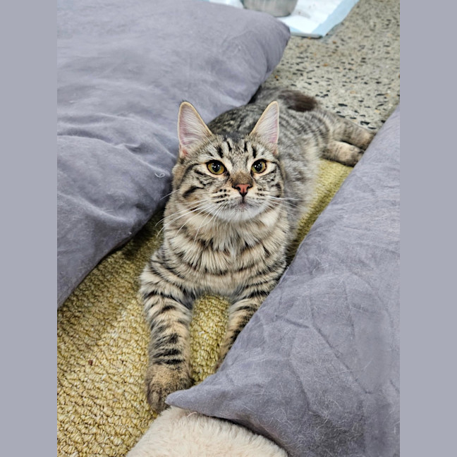 Photo of Bobby Girl