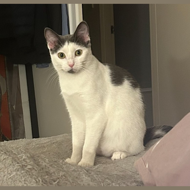 Photo of Fred  Reduced Adoption Fee