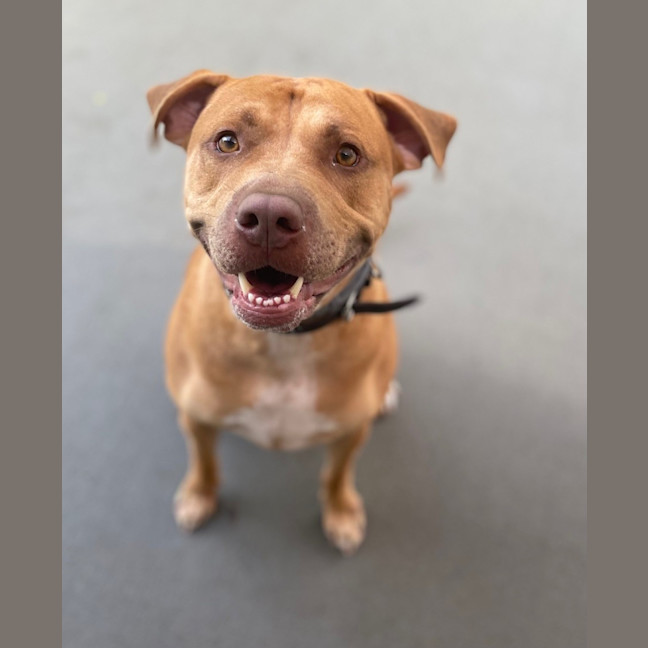 Photo of Buddy (5725)