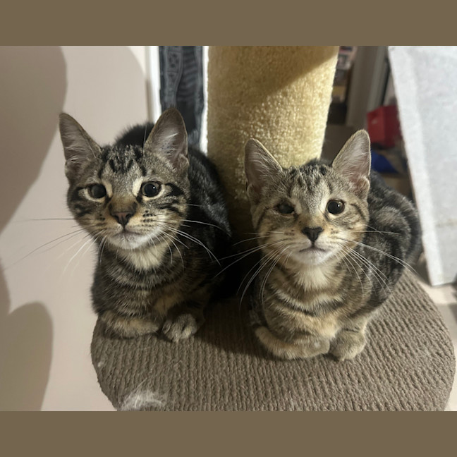 Photo of Pixel & Parker