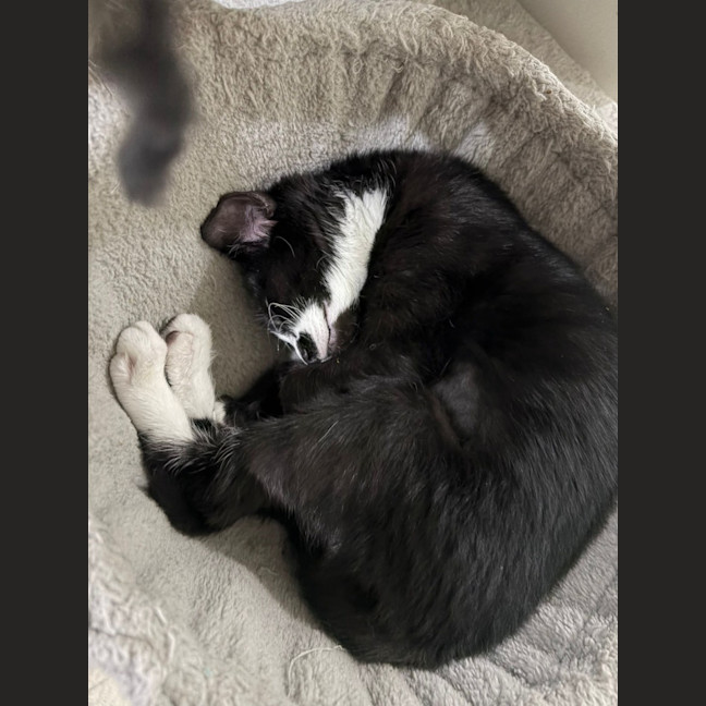 Photo of Sweet Cheeks
