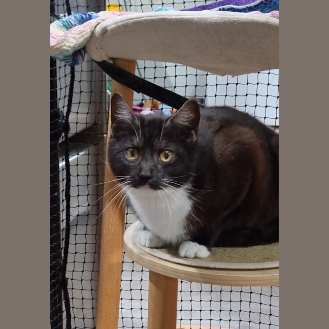 Photo of White Socks