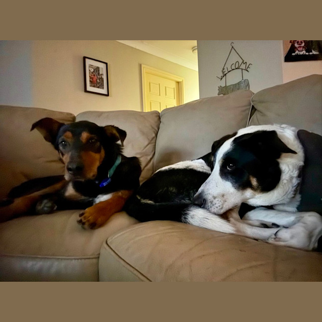 Photo of Buddy   9 Year Old Kelpie