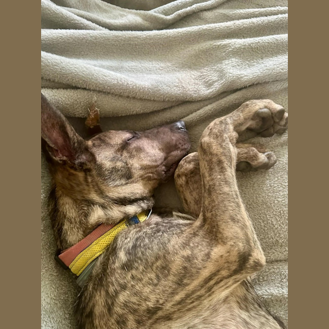 Photo of Tank (8872)