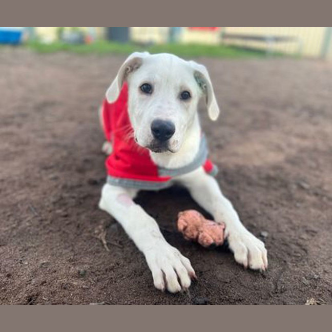 Photo of Apollo