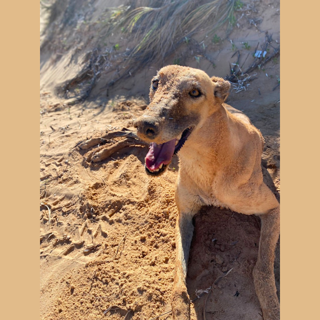 Photo of Greyhound   Atara   In Broome