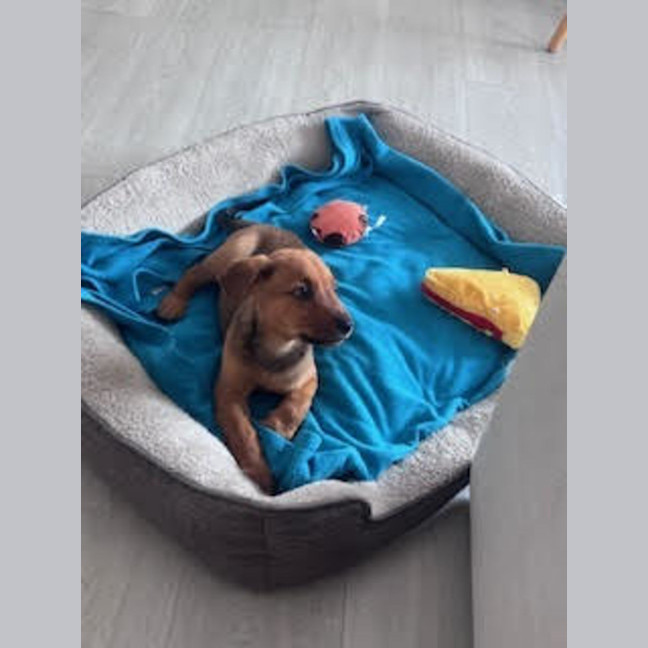 Photo of Rudy   9 Week Old Kelpie X