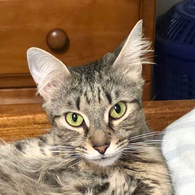 Photo of Bronte